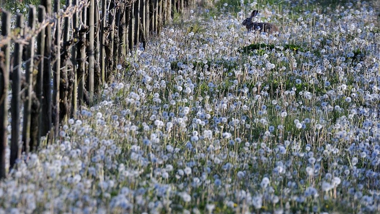 Weinbergshase Weinbergshase